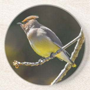Posavasos Cedar Waxwing Songbird Foto original de ave silves