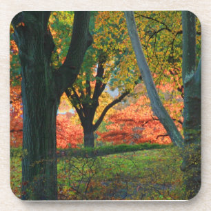 Posavasos Central Park: Árboles con su mejor 20 de otoño