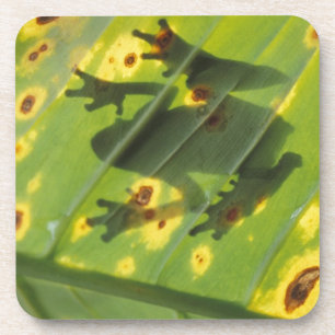 Posavasos CENTROAMÉRICA, Costa Rica, Rana retroiluminada