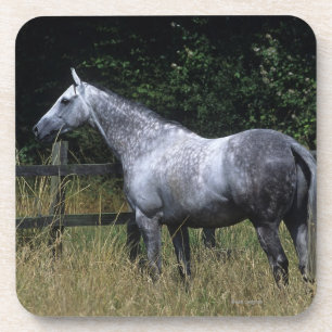 Posavasos Cerca que hace una pausa del caballo excelente