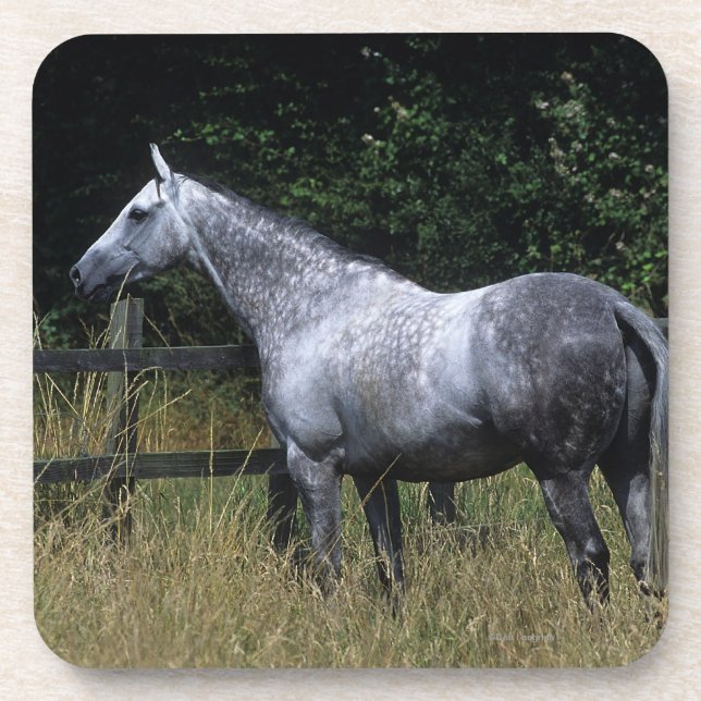 Posavasos Cerca que hace una pausa del caballo excelente (Frente)