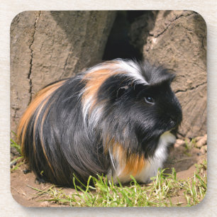 Posavasos Cerdo de Guinea