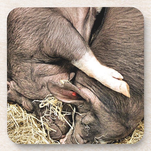 POSAVASOS CERDOS CUTIDOS (Frente)