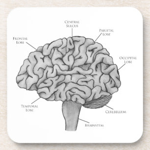 Posavasos Cerebro Científico