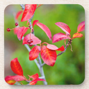 Posavasos Cerezo de Virginia (Prunus Virginiana) en otoño