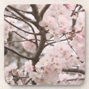Posavasos Cerezo en flor