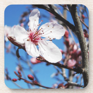 Posavasos Cerezo en flor 2