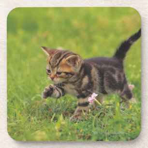 Posavasos Césped de exploración del gatito