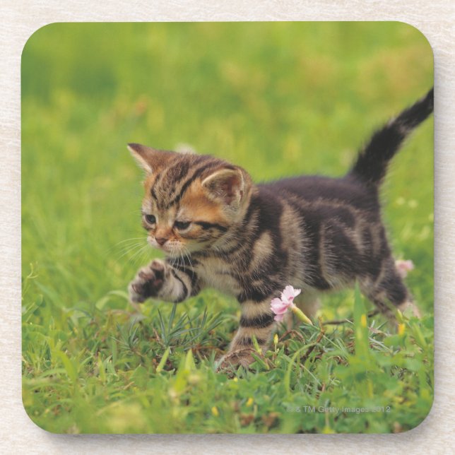 Posavasos Césped de exploración del gatito (Frente)