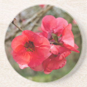 Posavasos Chaenomeles speciosa