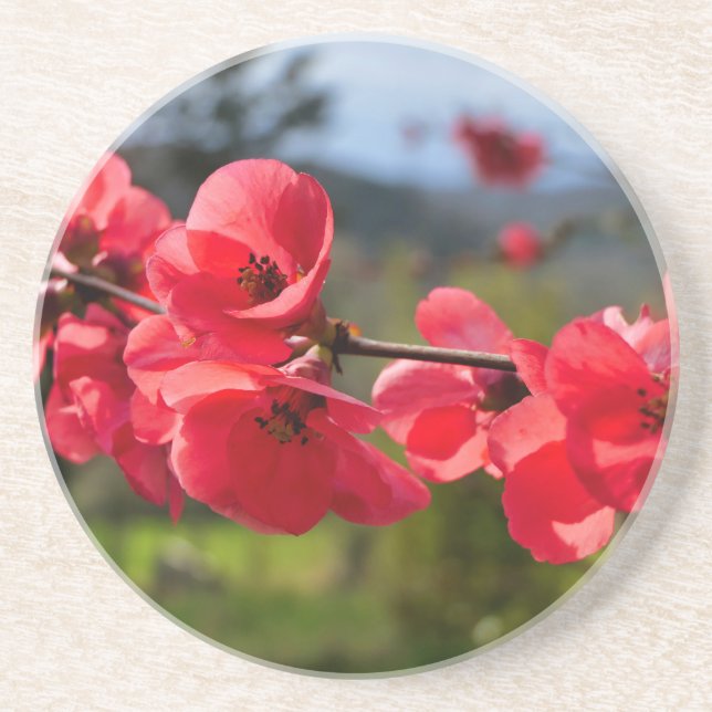 Posavasos Chaenomeles speciosa (Frente)