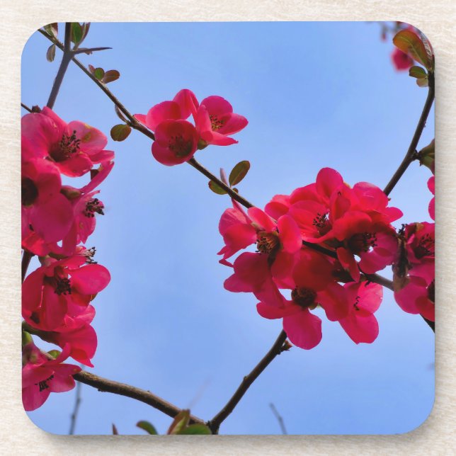 Posavasos Chaenomeles speciosa (Frente)