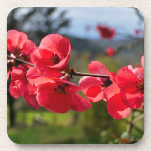 Posavasos Chaenomeles speciosa