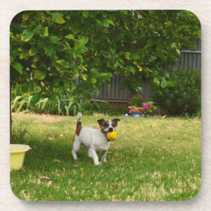 Posavasos Charlie, la obra de la pelota de Fox Terrier, las 