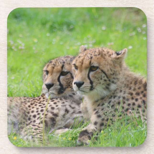 Posavasos Cheetah 001 (Frente)