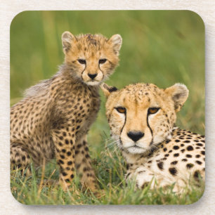 Posavasos Cheetah Cub y su padre en la hierba