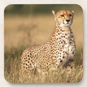 Posavasos Cheetah en pequeños montones para una mejor visibi