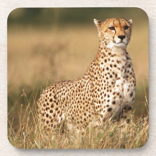 Posavasos Cheetah en pequeños montones para una mejor visibi (Frente)