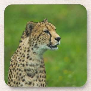 Posavasos Cheetah On A Lookout