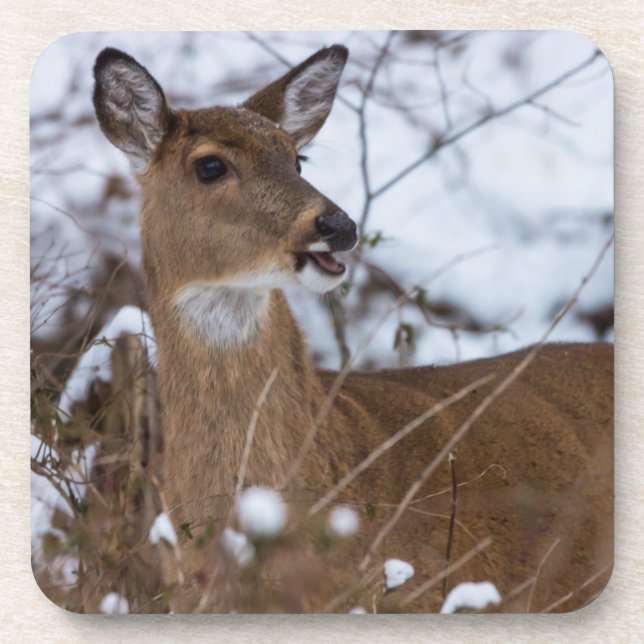 Posavasos Chewy (Frente)