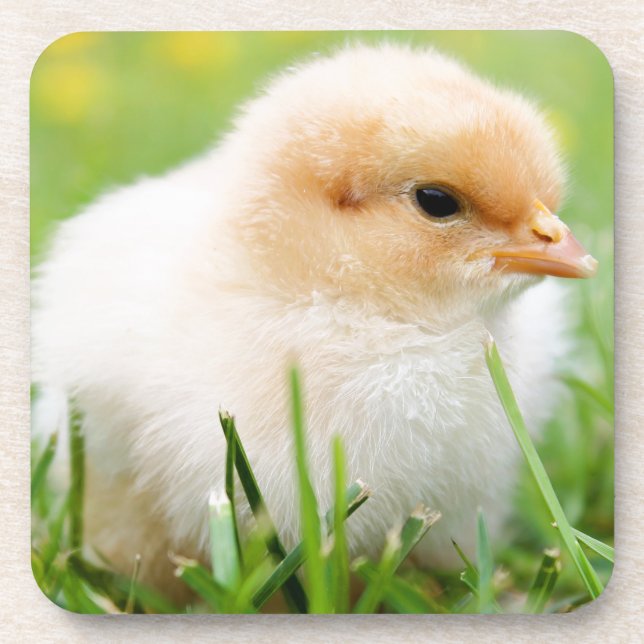 Posavasos Chick (Frente)