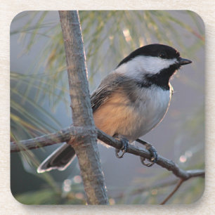 Posavasos Chickadee