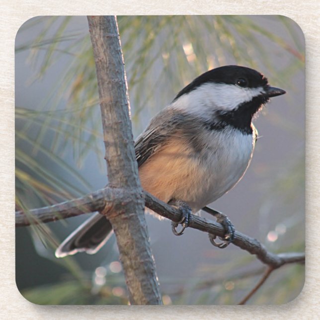Posavasos Chickadee (Frente)