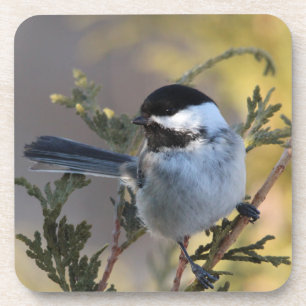 Posavasos Chickadee_9695