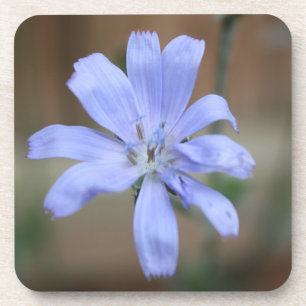 Posavasos Chicory