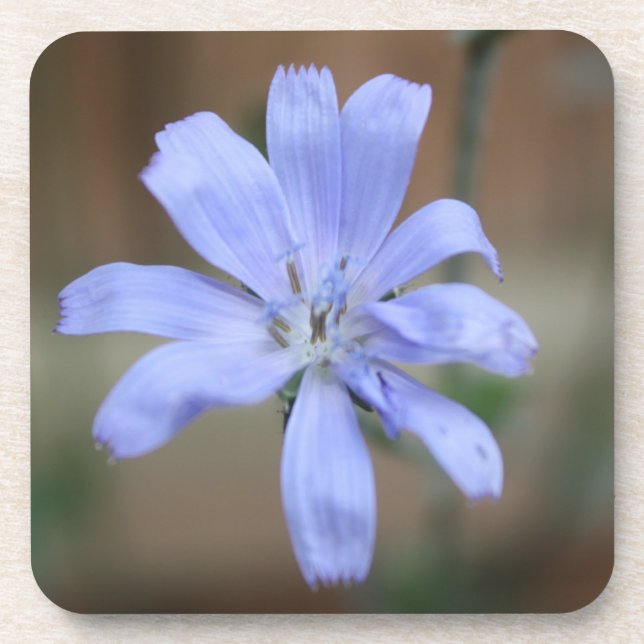 Posavasos Chicory (Frente)