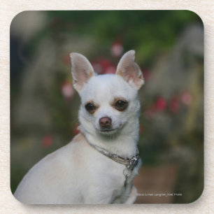 Posavasos Chihuahua blanca