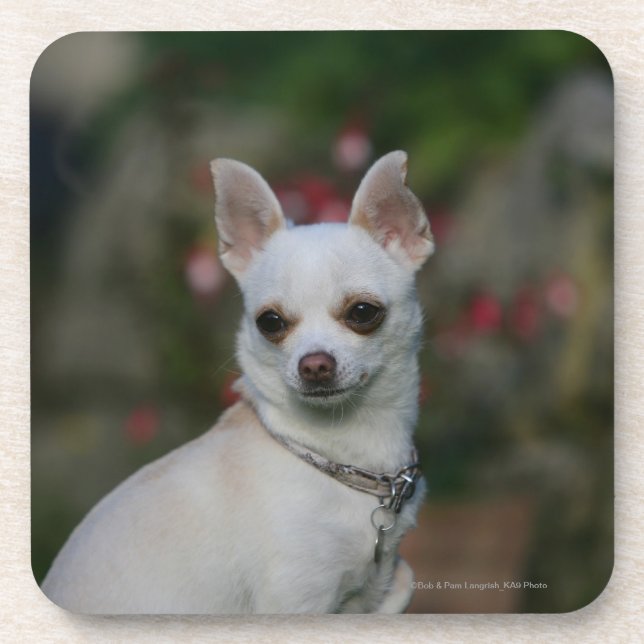 Posavasos Chihuahua blanca (Frente)