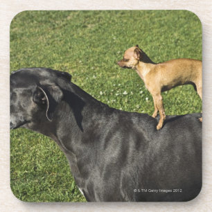 Posavasos Chihuahua en la parte posterior 2 de great dane