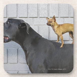 Posavasos Chihuahua en la parte posterior de great dane