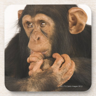 Posavasos Chimpancé (trogloditas de la cacerola). Playfull