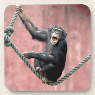 Posavasos Chimpanzee 001