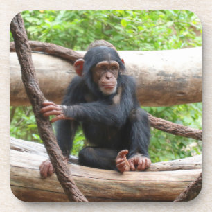 Posavasos Chimpanzee 001