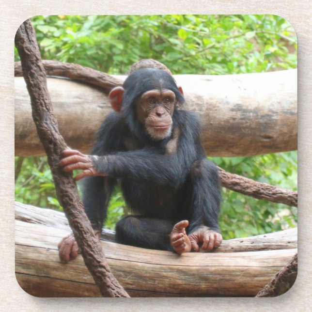 Posavasos Chimpanzee 001 (Frente)