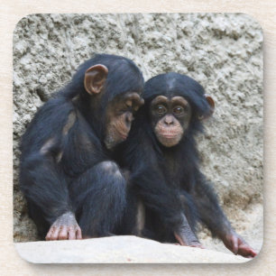 Posavasos Chimpanzee 002