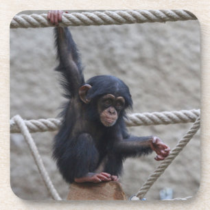 Posavasos Chimpanzee 017