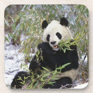 Posavasos China, provincia de Sichuan. El Panda Gigante se a