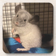 Chinchilla