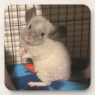 Posavasos Chinchilla