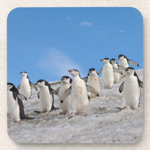 Posavasos Chinstrap Penguins   Pigoscelis Antártida