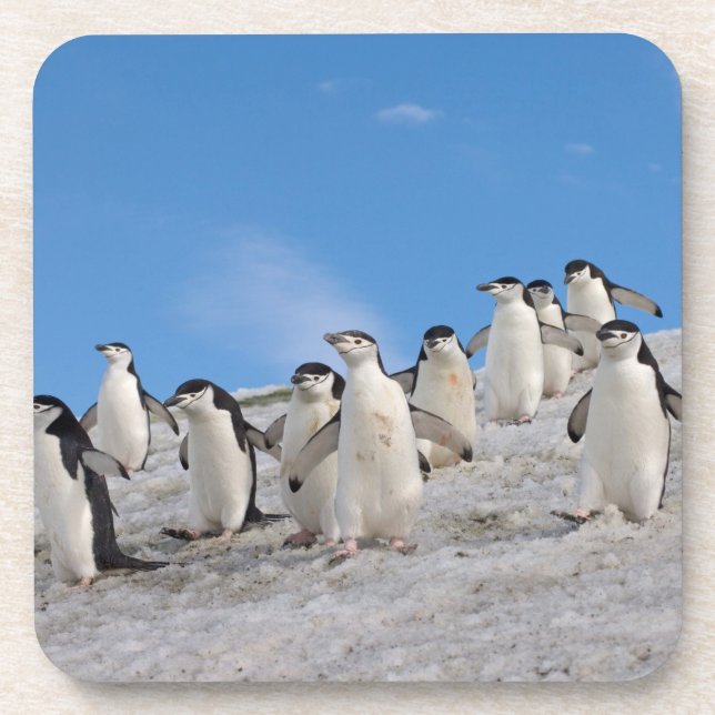 Posavasos Chinstrap Penguins | Pigoscelis Antártida (Frente)
