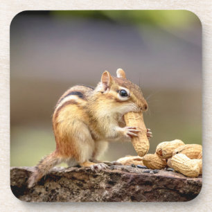Posavasos Chipmunk comiendo un maní