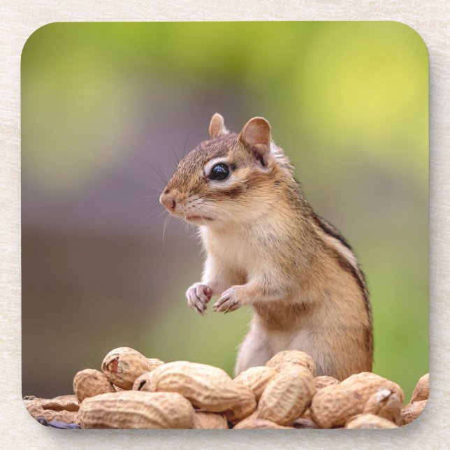 Posavasos Chipmunk con cacahuetes (Frente)