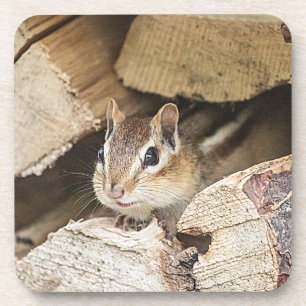 Posavasos Chipmunk en una pila de madera