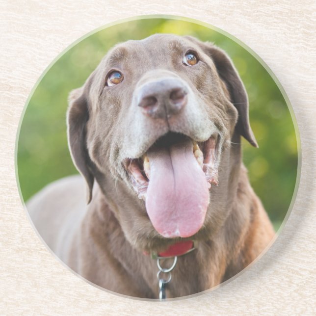 Posavasos Chocolate Lab Dog (Frente)