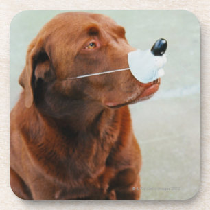 Posavasos Chocolate Labrador que lleva una nariz falsa